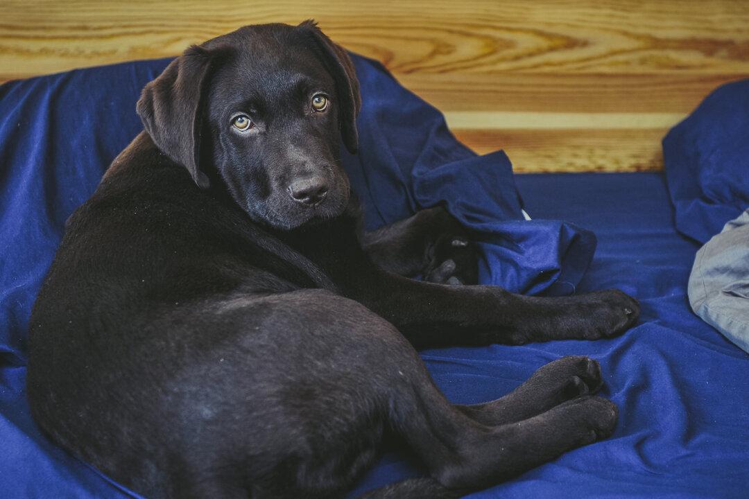 Deaf Man Adopts Adorable Deaf Rescue Pup and Teaches Him Sign Language