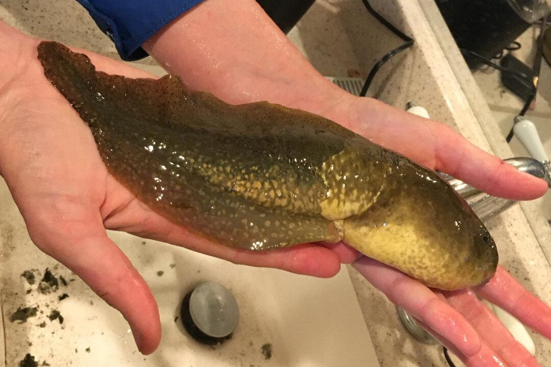 Researchers Find Giant Tadpole ‘Larger Than a Coke Can’ After Draining Swamp