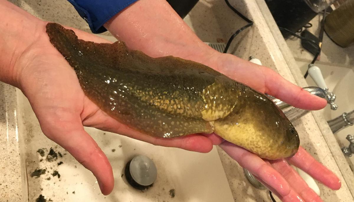 Researchers Find Giant Tadpole ‘Larger Than a Coke Can’ After Draining Swamp