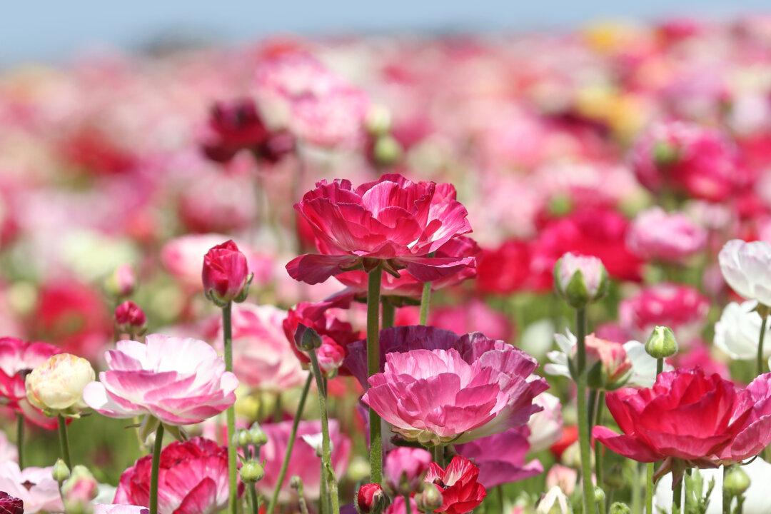 Cherry Blossom Season Over Too Soon? Here’s Where to Get Your Fill of Flowers