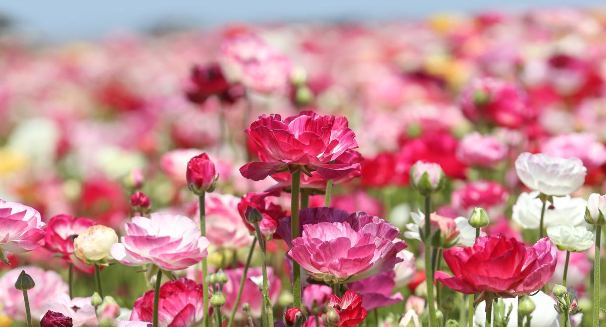 Cherry Blossom Season Over Too Soon? Here’s Where to Get Your Fill of Flowers