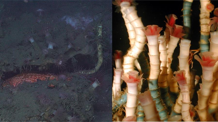 Deep-Sea Tubeworms Discovered After Popping Out ‘Like a Jack in the Box,’ Surprising Scientist