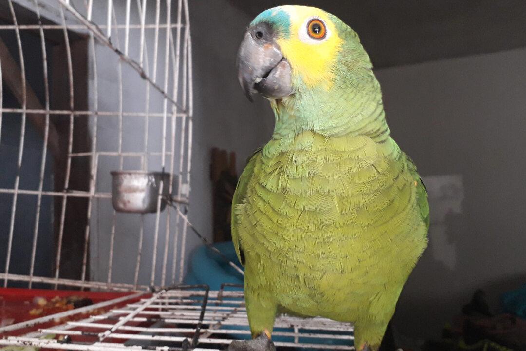 Parrot Owned by Drug Dealers Tips Off Police During a Raid, and Is Now in Custody