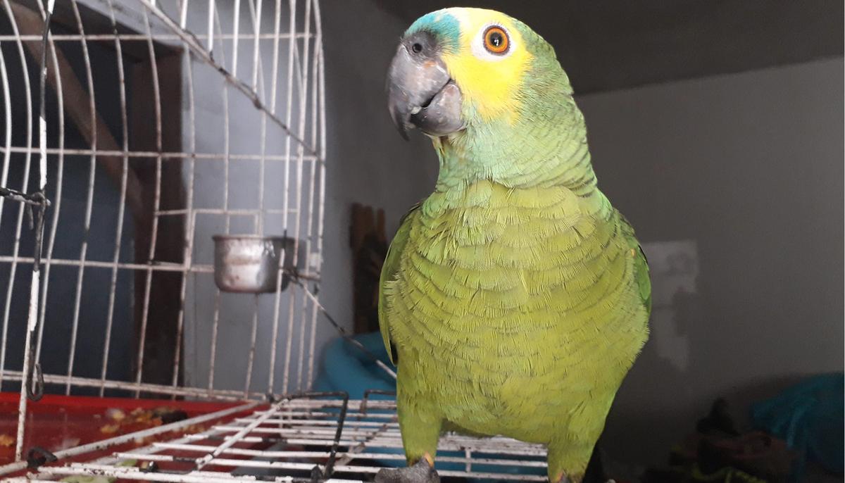 Parrot Owned by Drug Dealers Tips Off Police During a Raid, and Is Now in Custody