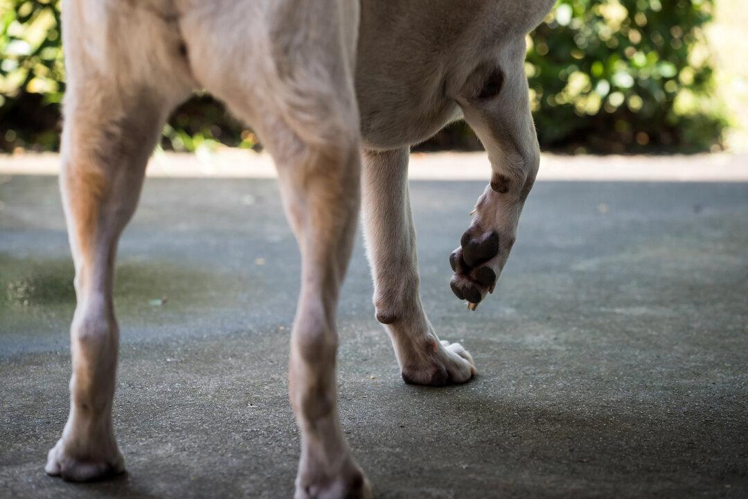 Man Follows Stray Dog Running With a Food Bowl — You'll Never Guess What He Finds