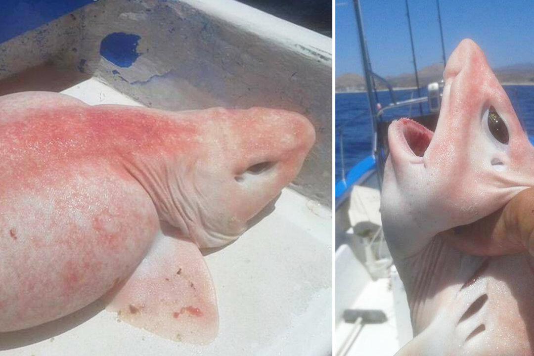 Charter Fishermen Caught an ‘Alien Fish’ That Was Later Identified as an Albino Swell Shark
