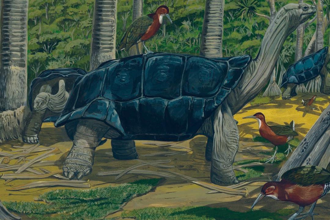 Exotic Flightless Bird Evolves Back For First Time in 136,000 Years