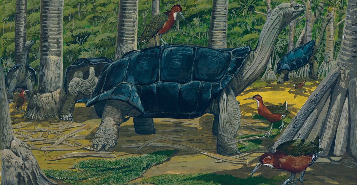 Exotic Flightless Bird Evolves Back For First Time in 136,000 Years