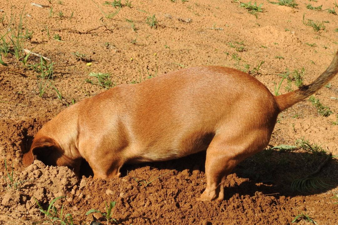 Owner Calls In Dog Digging in the Backyard—When She Opens Her Mouth, He Dies Laughing