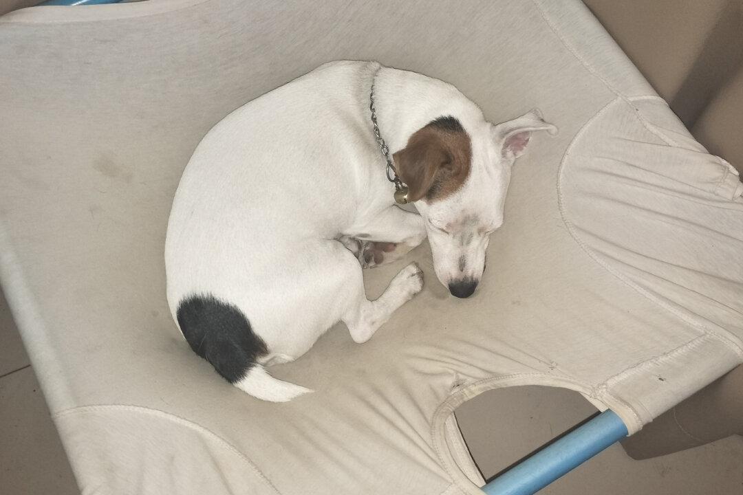 Ambitious Teen Dreams to Build Comfy Beds for 150 Shelter Dogs Out of PVC Piping