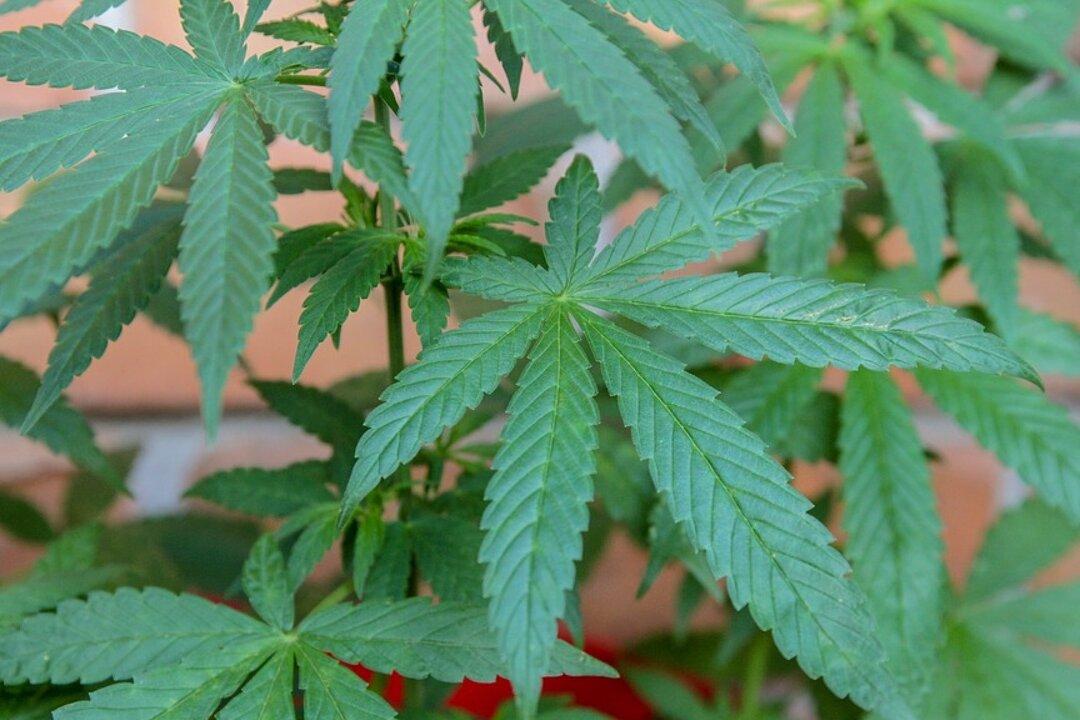 Men Who Regularly Smoke Cannabis More At Risk Of Testicular Cancer
