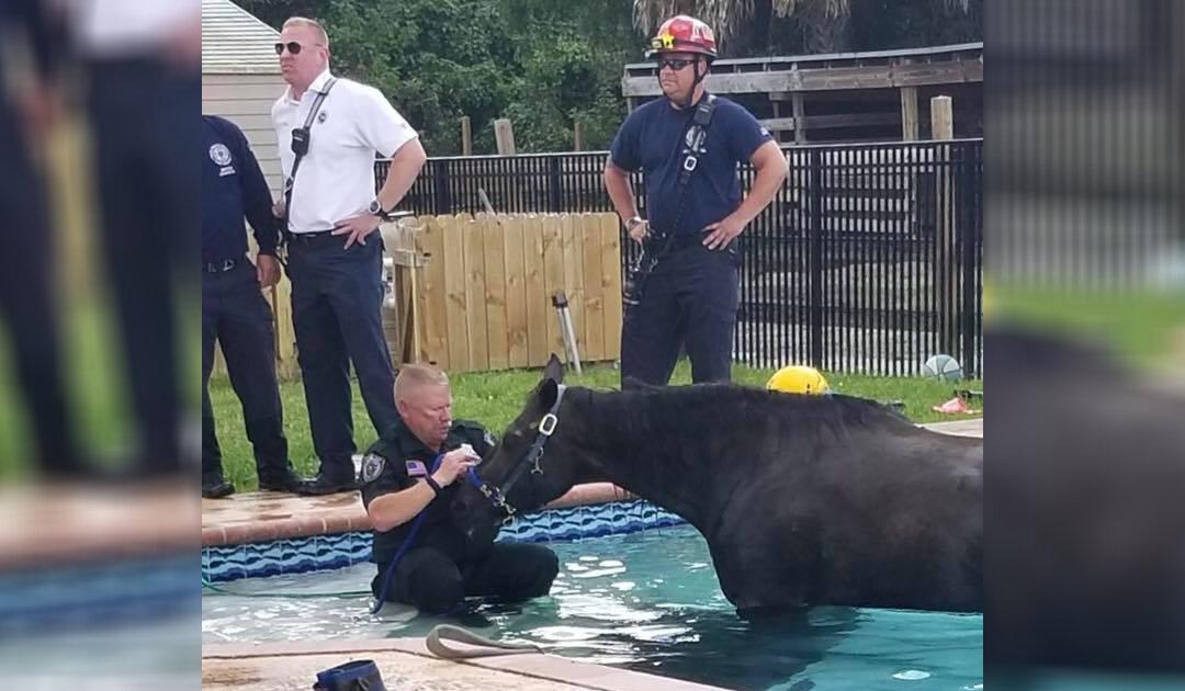 Florida Horse Dies After Taking a Dip in a Family Swimming Pool