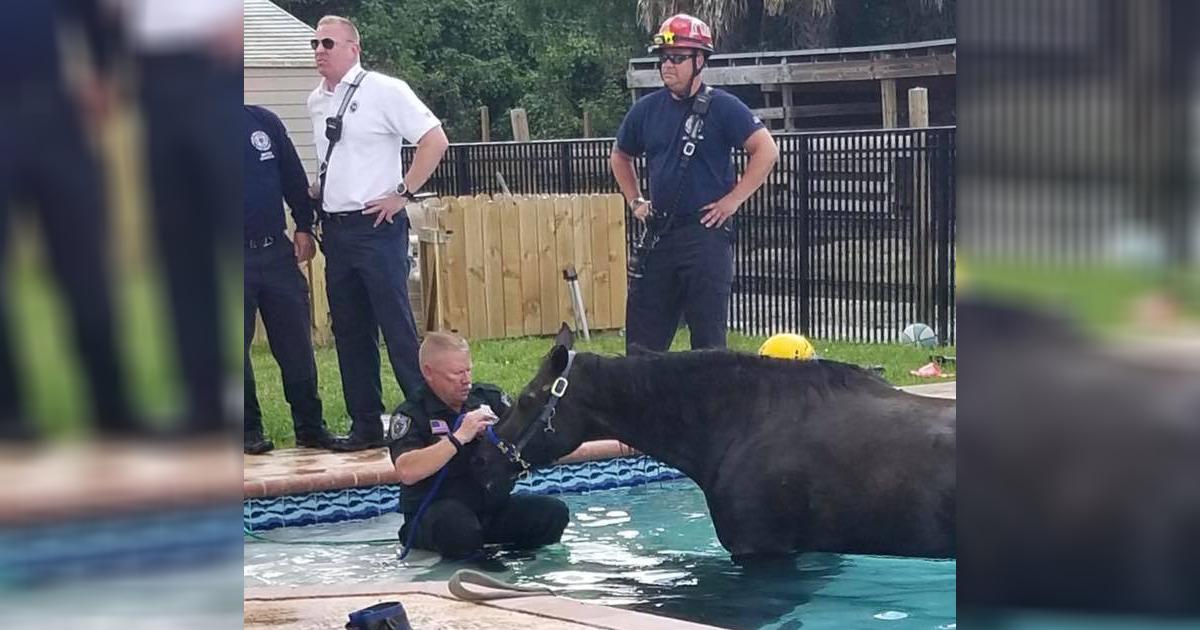 Florida Horse Dies After Taking a Dip in a Family Swimming Pool