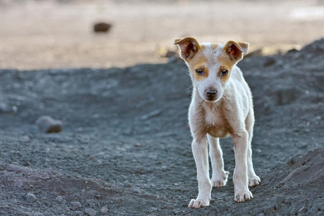Poor Man Sees Woman Dumping Dog on Freeway, Ensures Pup Doesn’t Go Homeless Like Him