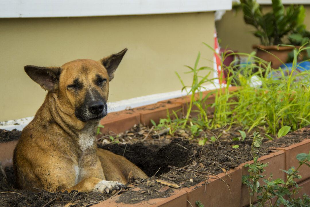 Homeless Dog Dug a Hole in a Grave, Appears to Be Protecting a ‘Secret’—Take a Closer Look
