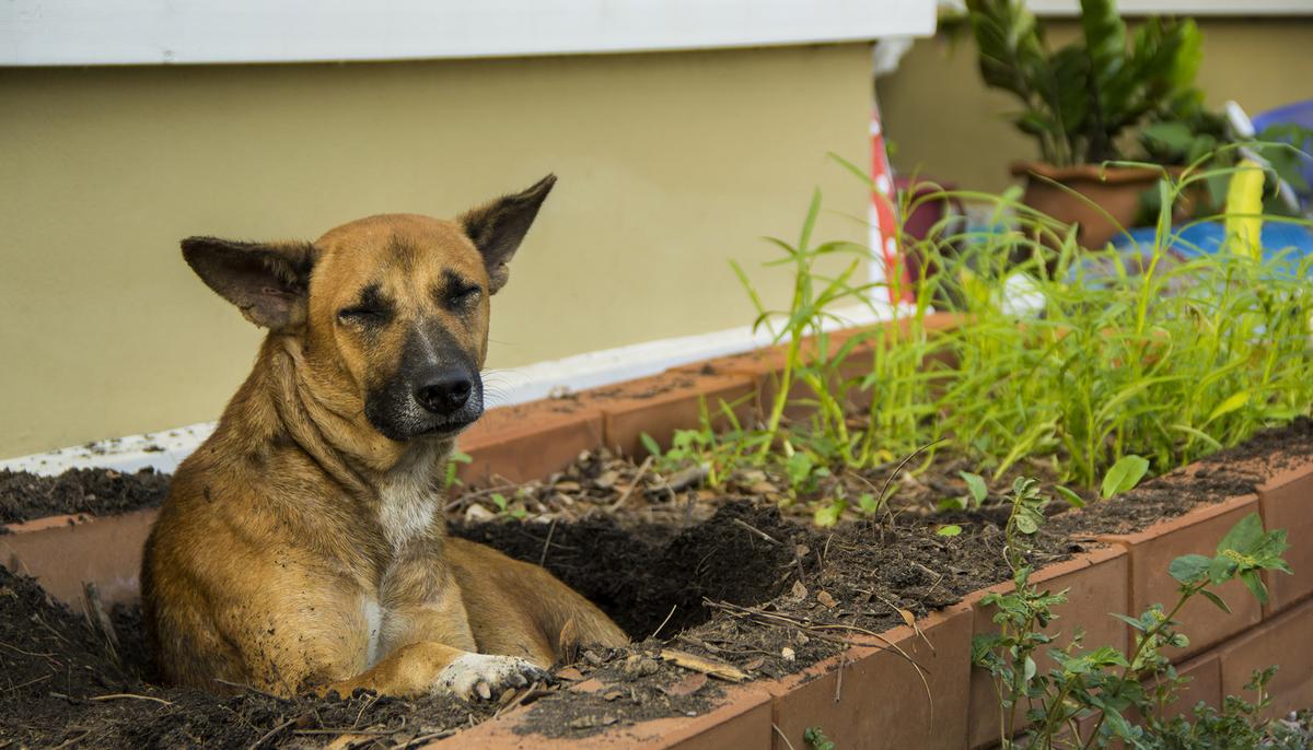 Homeless Dog Dug a Hole in a Grave, Appears to Be Protecting a ‘Secret’—Take a Closer Look