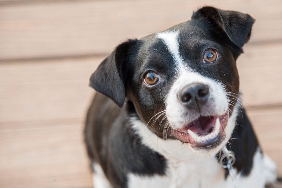 Dognapped Pup Leaps Out of Thief’s Car After Man Following Them Calls His Name