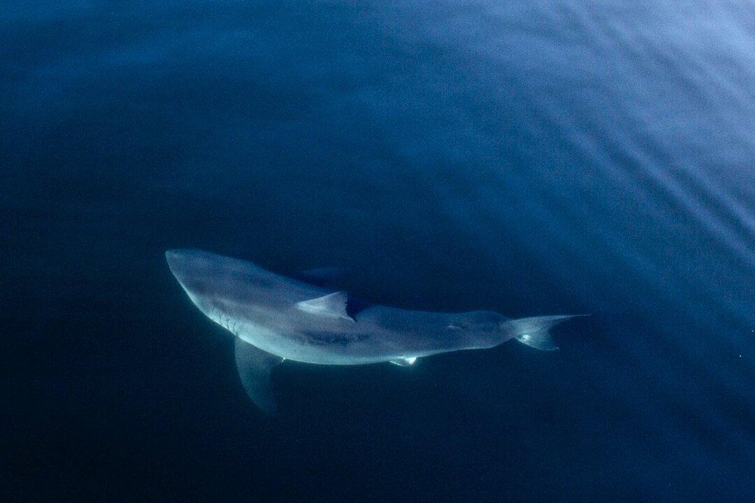 Surfer, 26, Killed in Shark Attack on Northern California Beach