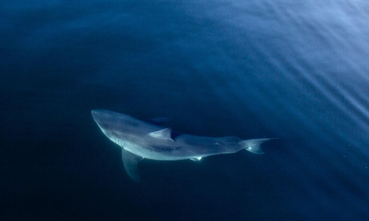 21-Year-Old Killed by 3 Sharks Was Pulled to Shore by Mother, Says Father