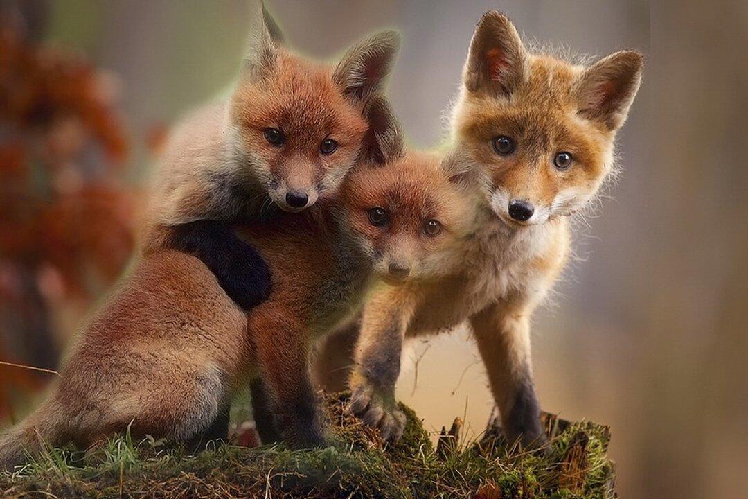 Farmer Does C-Section on Dead Fox by the Road, Saves 4 Cubs