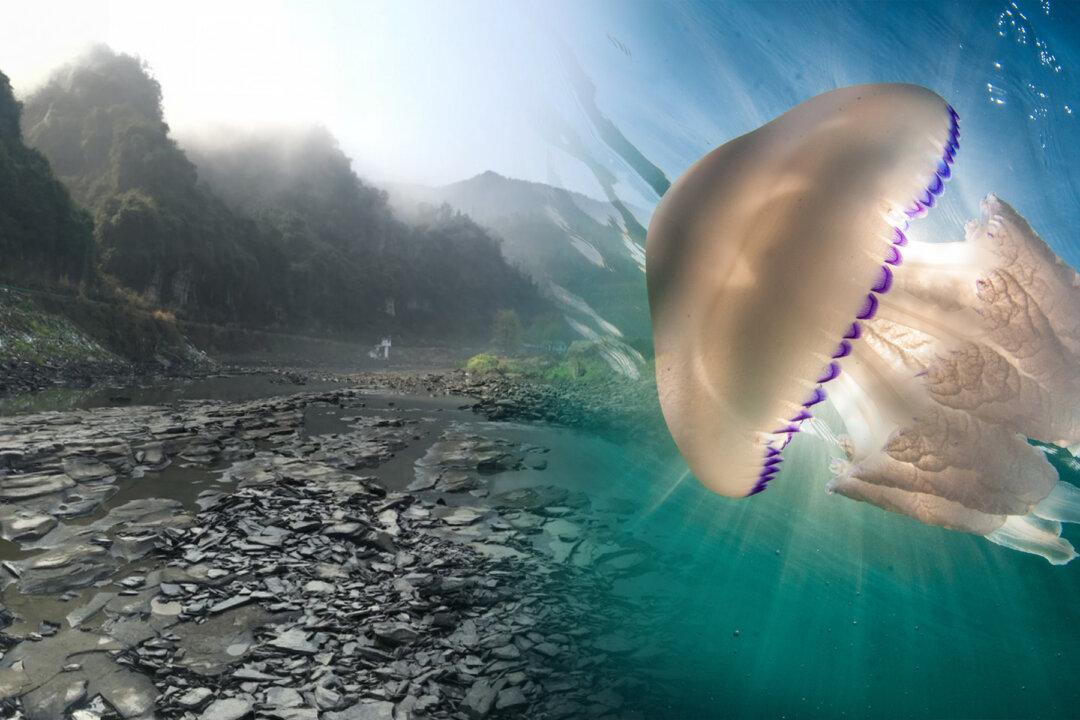 Jellyfish as Big as a Human Spotted Off English Coast