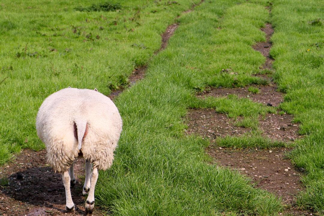Toy-Like Valais Blacknose Sheep Rightfully Dubbed the ‘World’s Cutest’