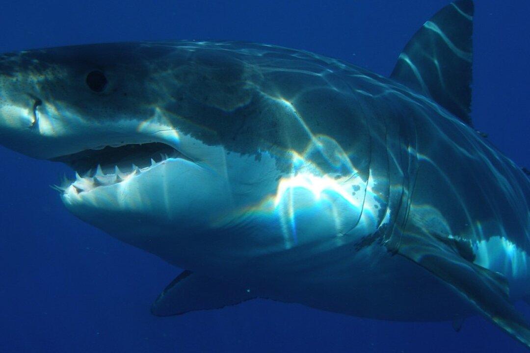 Shark Bites Child in Third North Carolina Attack This Season