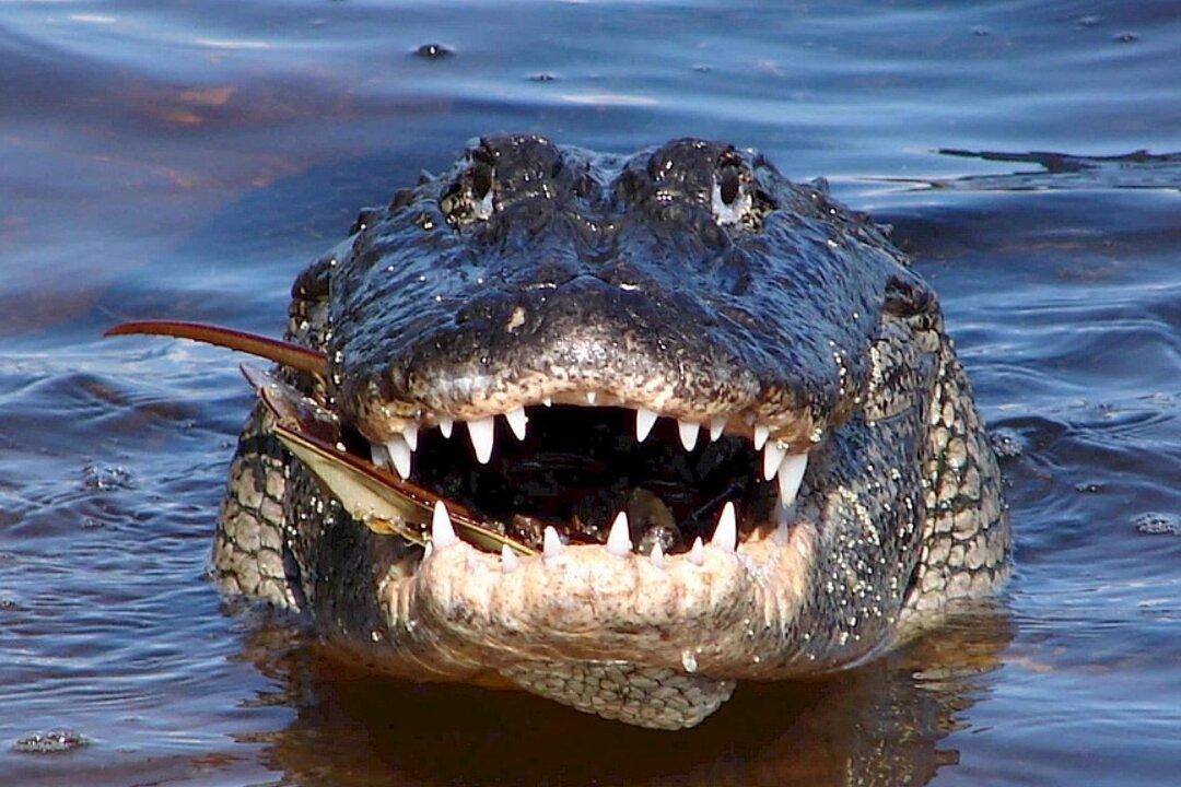 Man Finds Alligator Chilling on an Alligator Raft in a Rented Home Pool in Florida