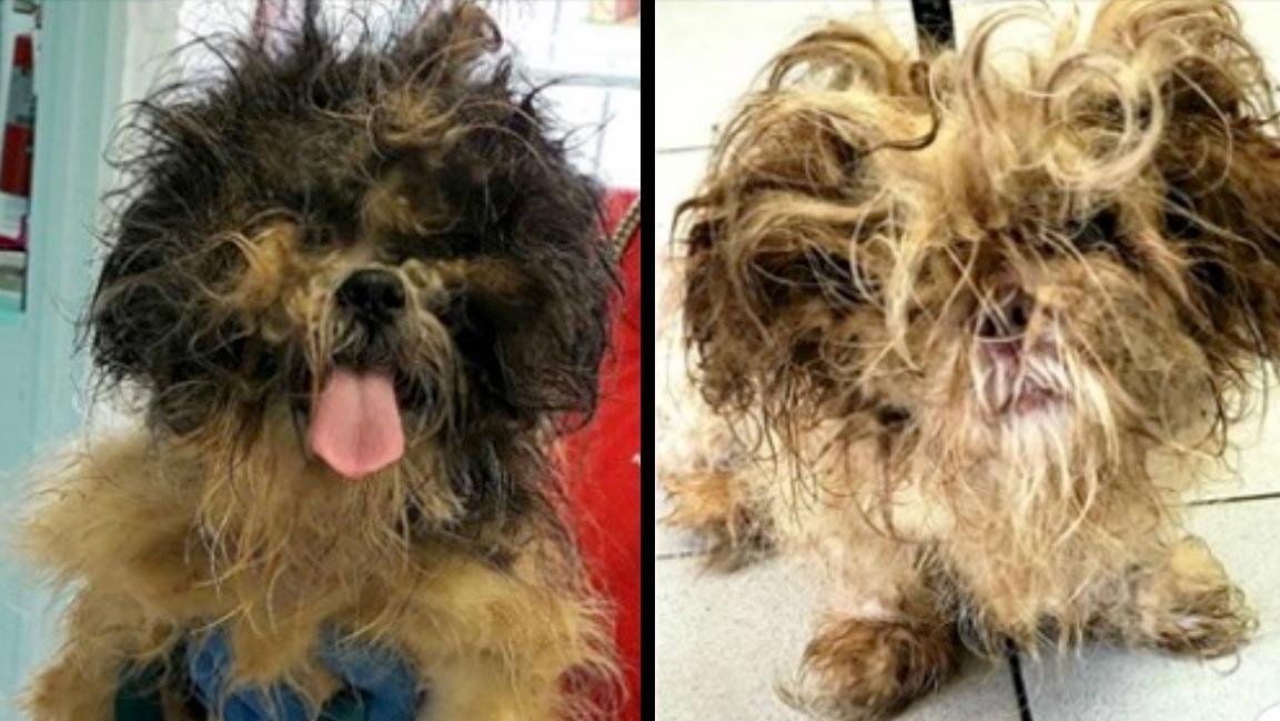 Abandoned Dogs Found Without Food and Water in Foreclosed New Jersey Home