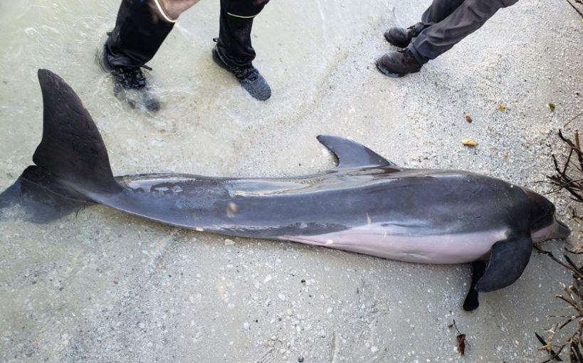 2-Foot Shower Hose Found in Dead Dolphin’s Stomach, Say Officials