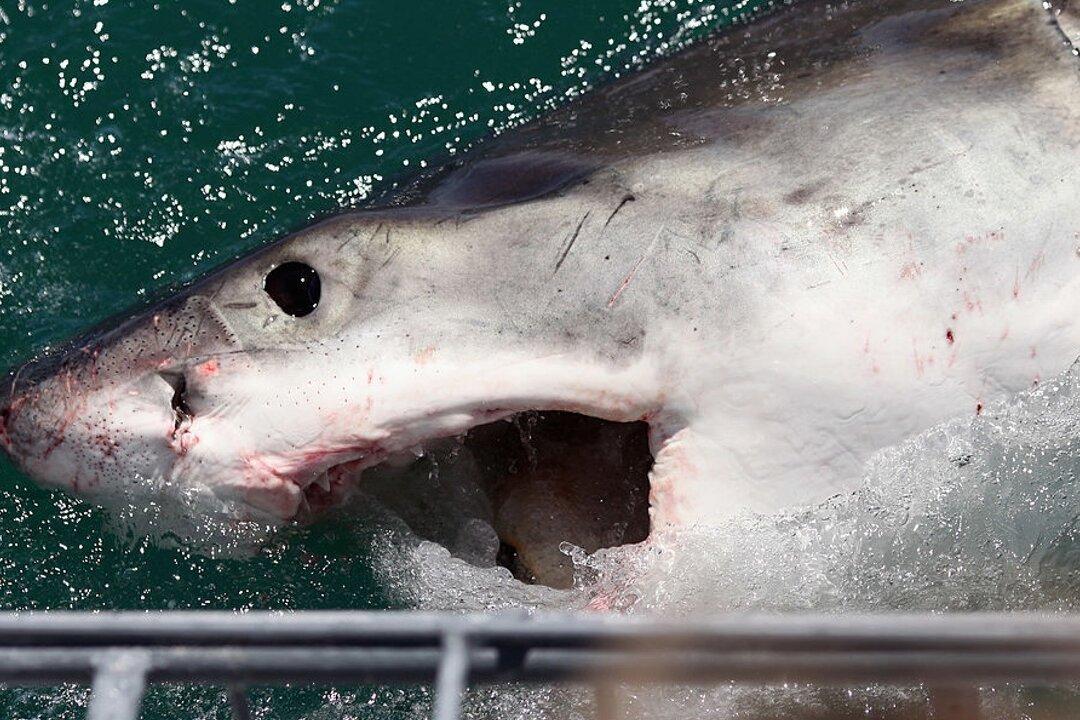 Fake Bloody Legs Appear at Memorial for Shark Attack Victim