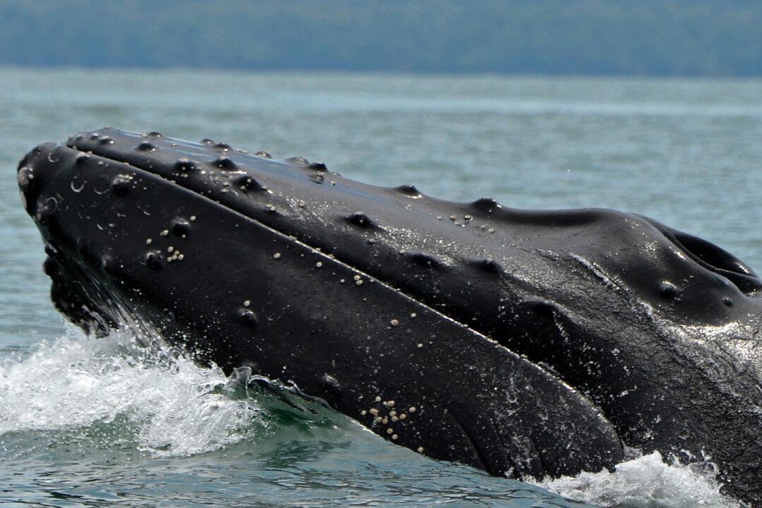 Humpback Whales Are Regulars at This Canadian Rainforest Ocean-Side Paradise