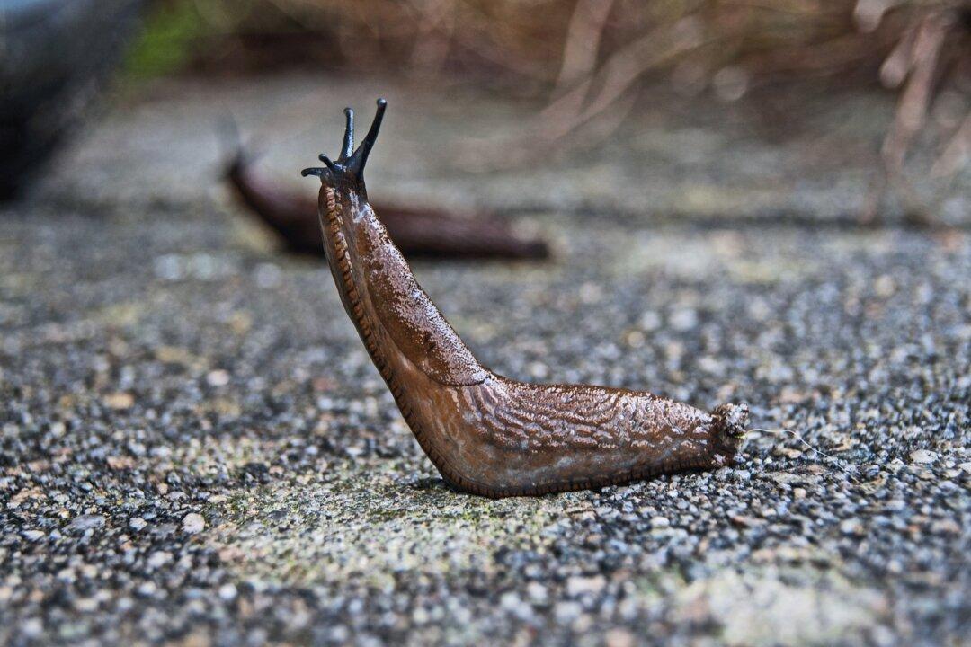 American Tourist Infected With Rat Lungworm After Eating Slug on Dare