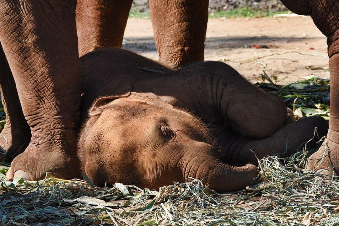 One-Year-Old Elephant Calf Tied to Its Mother Collapses With Exhaustion While Giving Rides to Tourists
