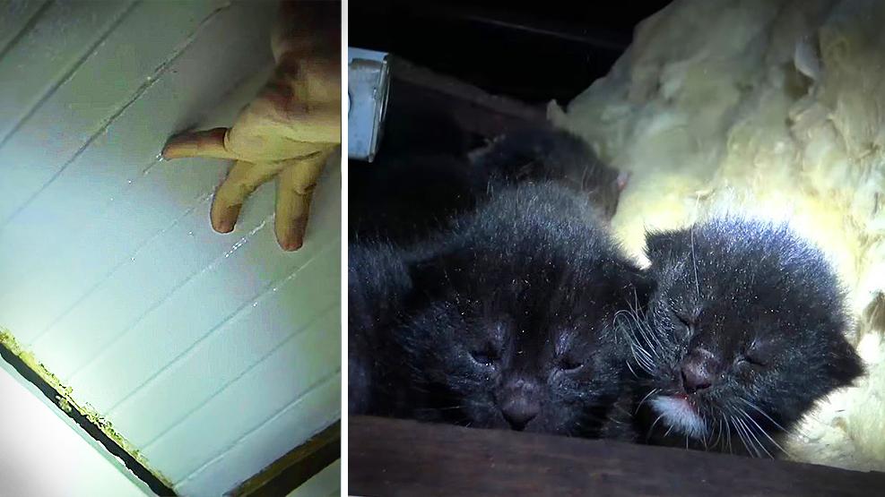Homeowner Hears Tiny Cries Coming From Attic, Discovers a Homeless Momma Cat Gave Birth