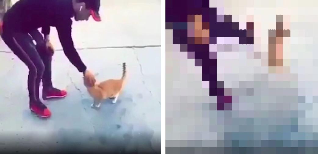Animal Rights Group Investigates Man Who Drop-Kicked Cat in Disturbing Video