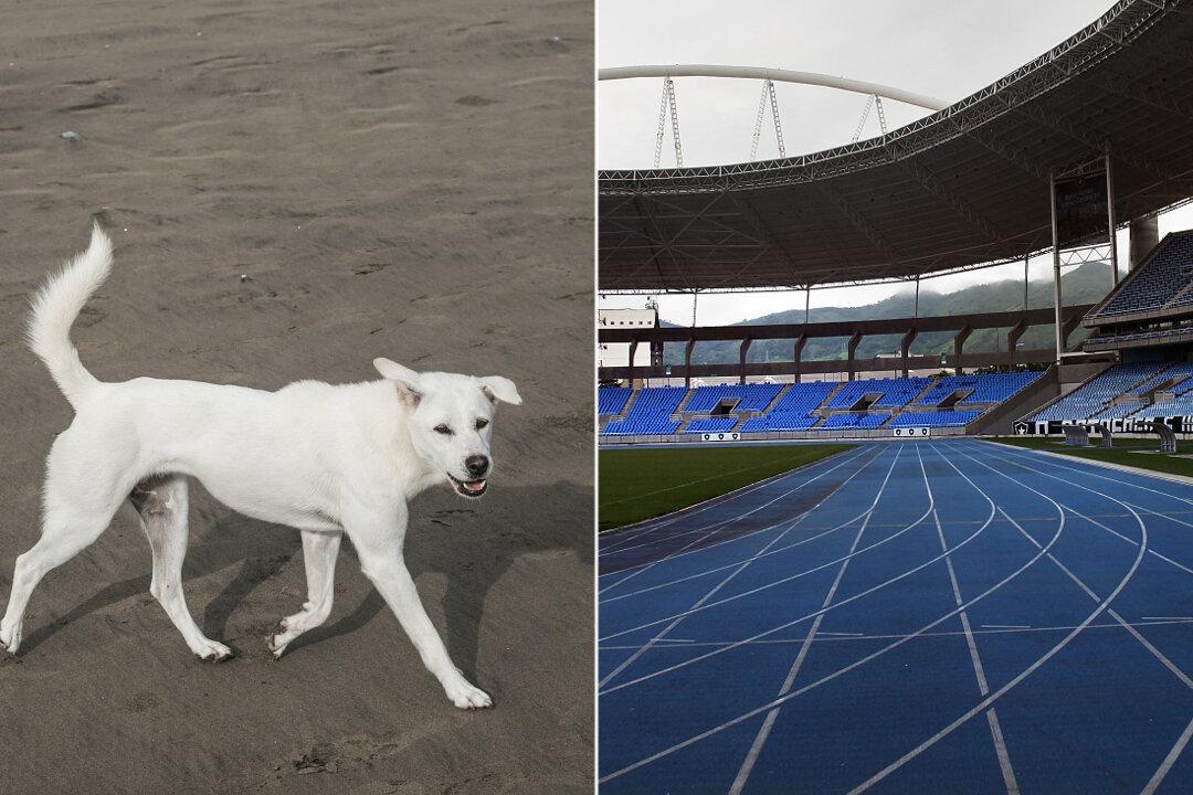 Stray Dog Joins 100 Meter Dash, Takes Third Place