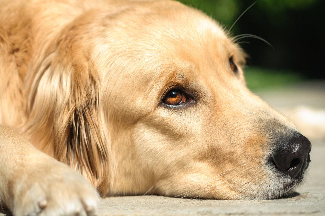 Golden Retriever ‘Cries’ at Night Awaiting Her Owner Who Won’t Be Coming Back