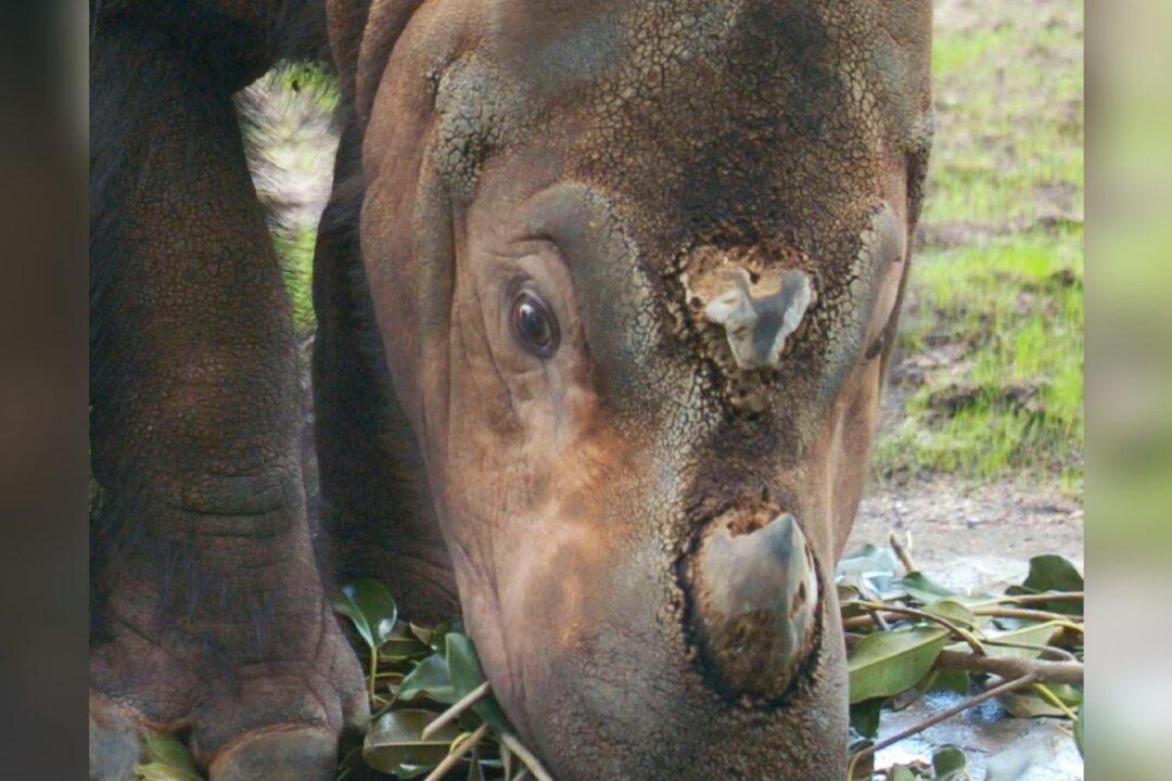 Malaysia Mourns After Last Male Sumatran Rhino Dies
