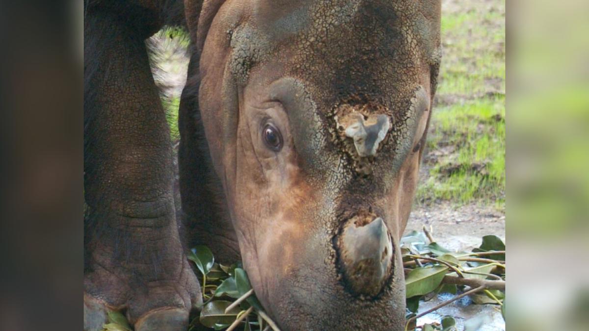 Malaysia Mourns After Last Male Sumatran Rhino Dies