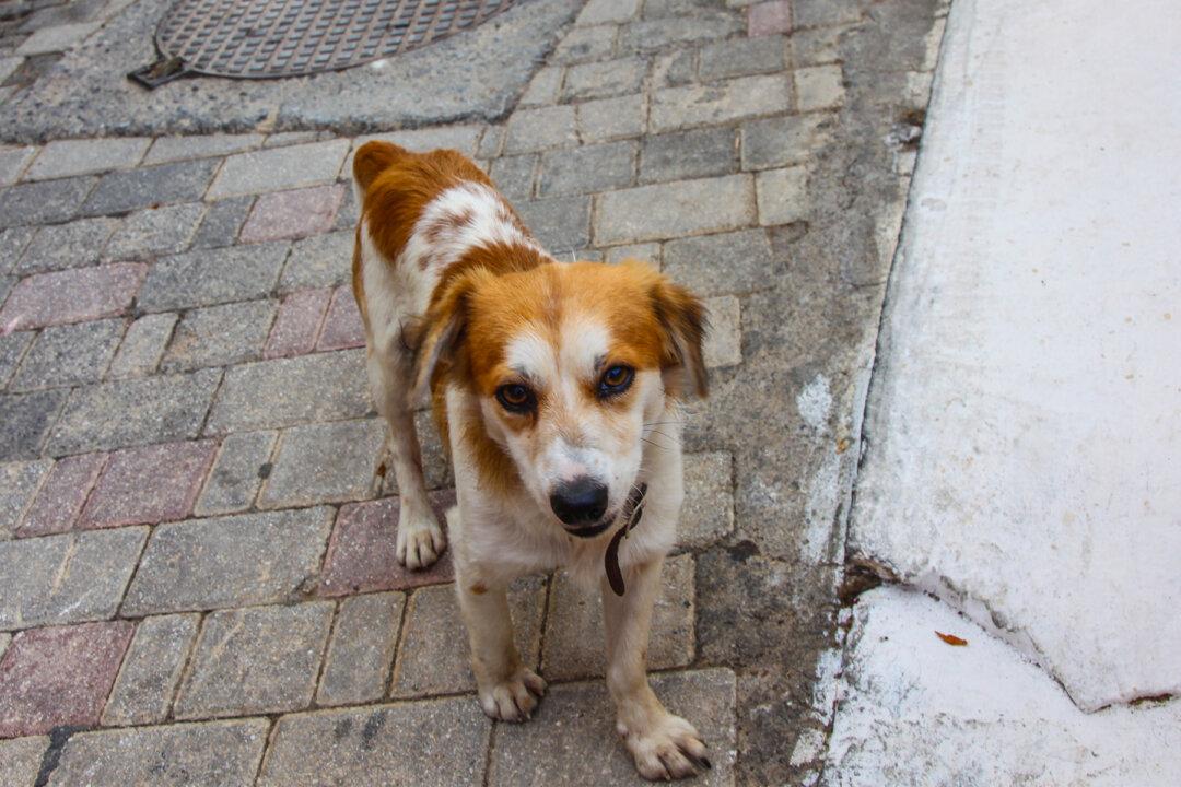 Sad Dog Waits for Rescuer’s Return Every Day, Then Woman Shows Him the Man’s Casket