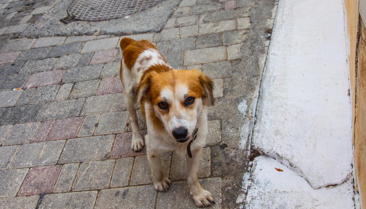 Sad Dog Waits for Rescuer’s Return Every Day, Then Woman Shows Him the Man’s Casket