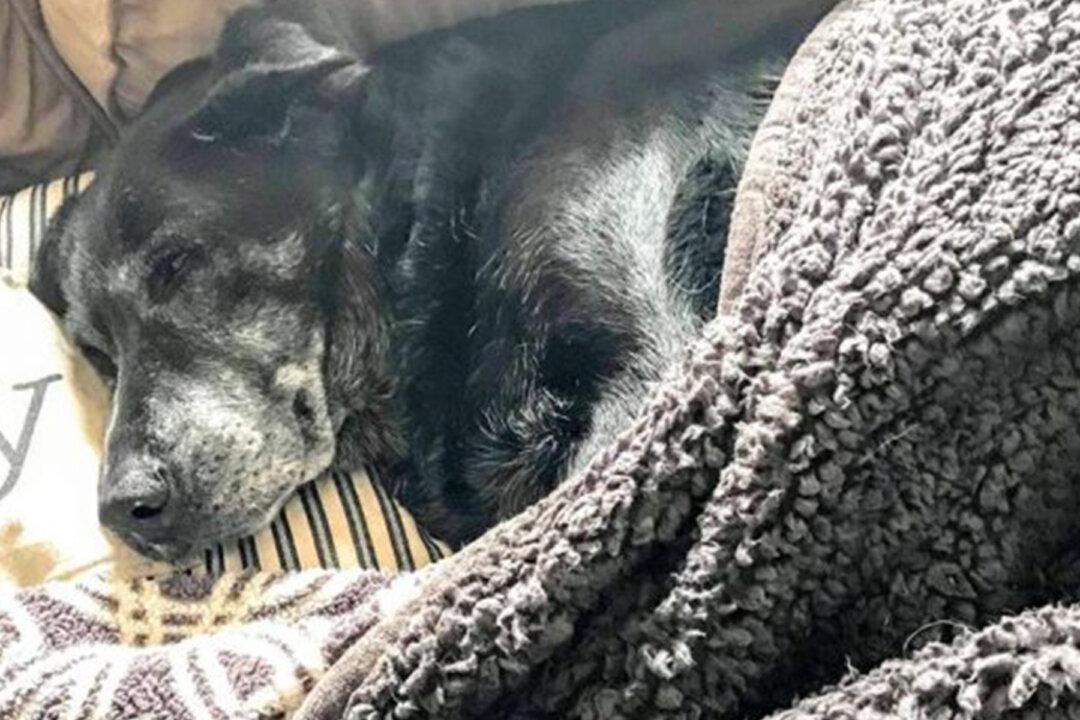 Sad Elderly Dog Refuses to Leave Dead Owner’s Body for Full One Day Until Cops Arrive
