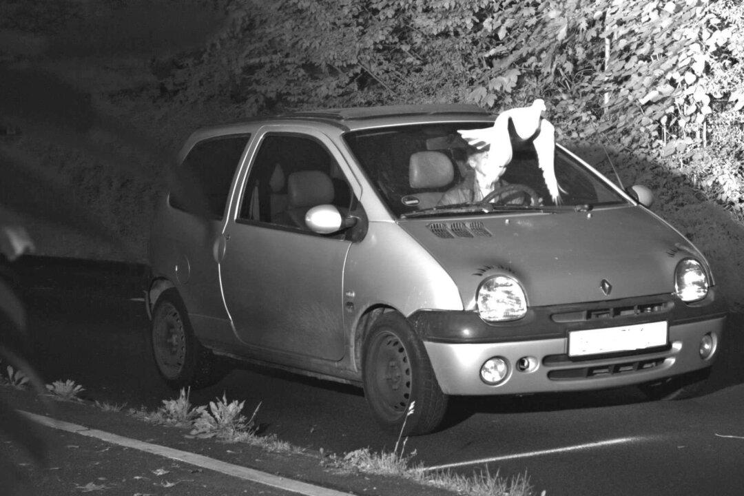 Pigeon’s Perfect Timing Helps Save Driver From Speeding Fine