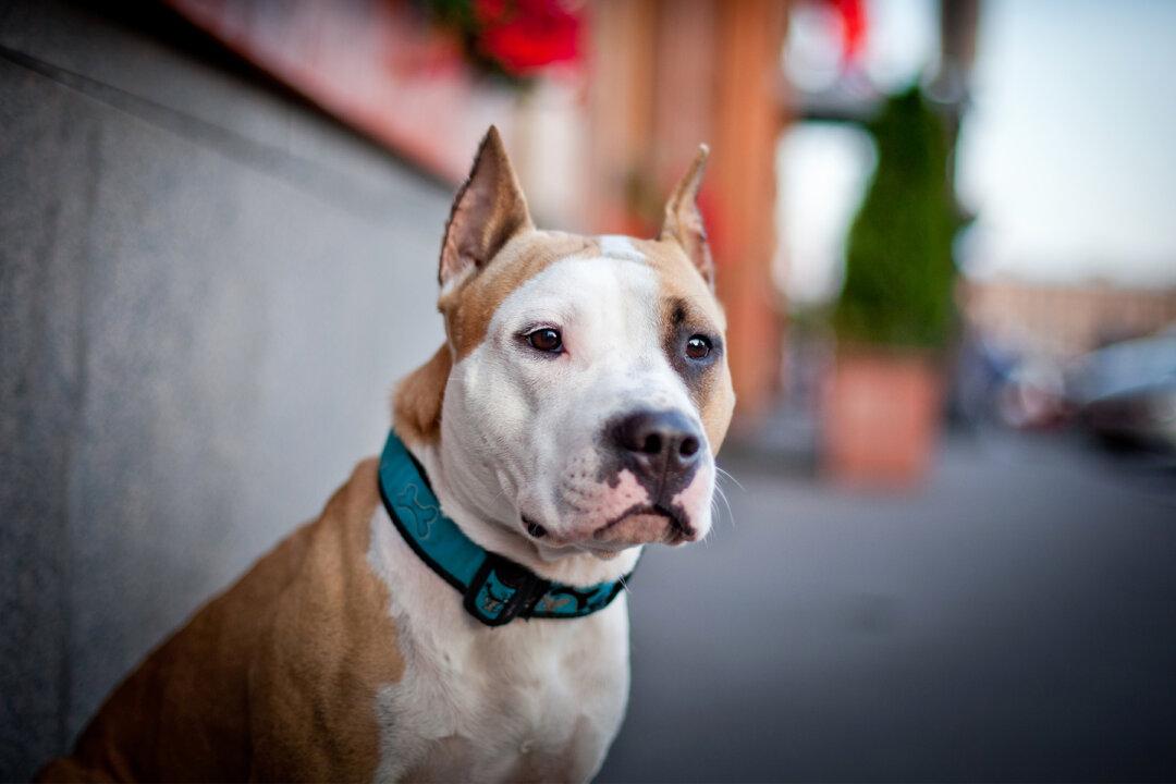 Stray Pit Bull Found in Parking Lot Becomes Spectacular K-9 Officer in NY Police Force