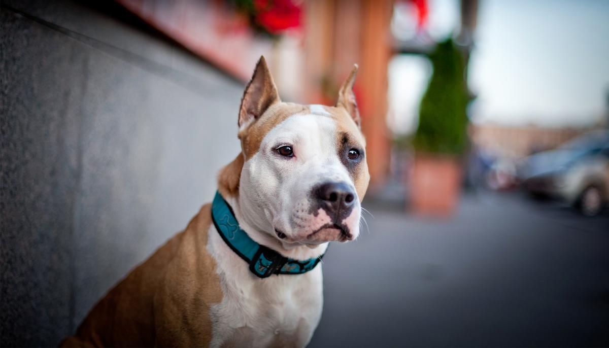 Pregnant Pit Bull Refuses To Give Birth, Then New Owner Sees 12 Pups in Ultrasound