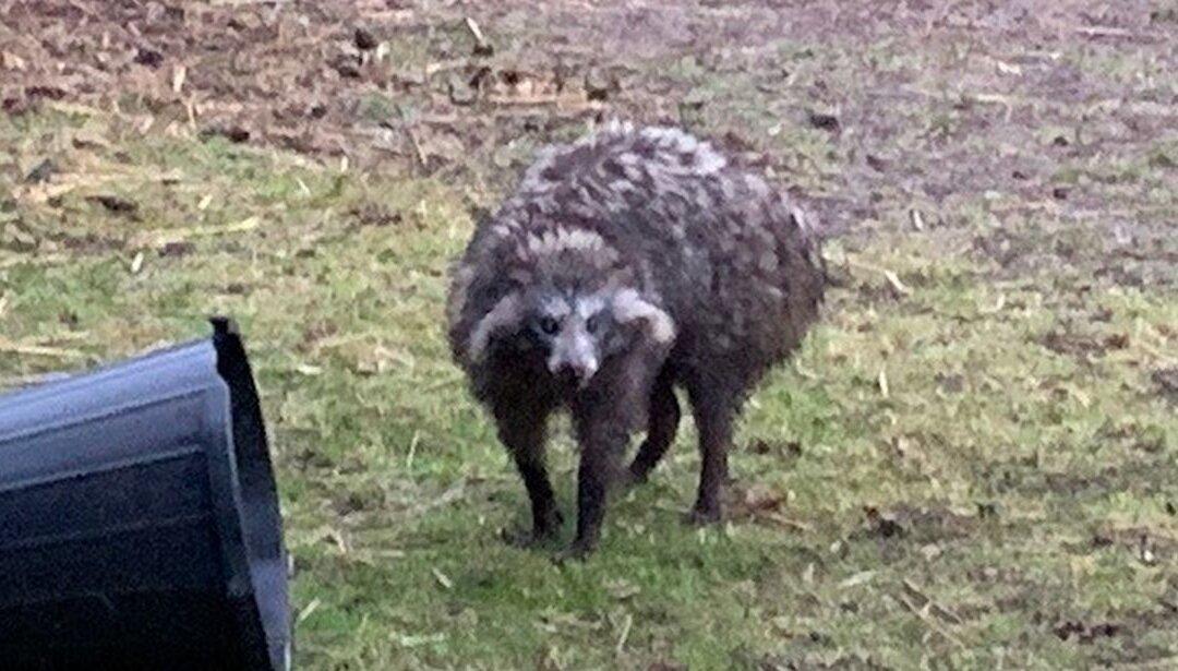 Police Issue Warning About Raccoon Dogs on the Loose in English Village