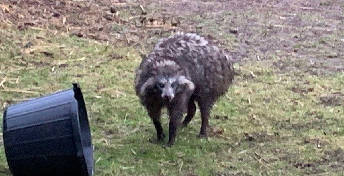 Police Issue Warning About Raccoon Dogs on the Loose in English Village