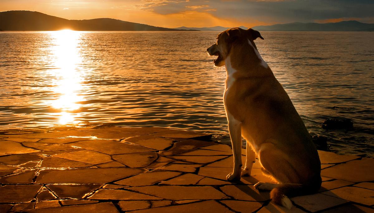 Dog With ‘Perfectly Twisted’ Face Was to Be Euthanized, but See What He’s Up to Now