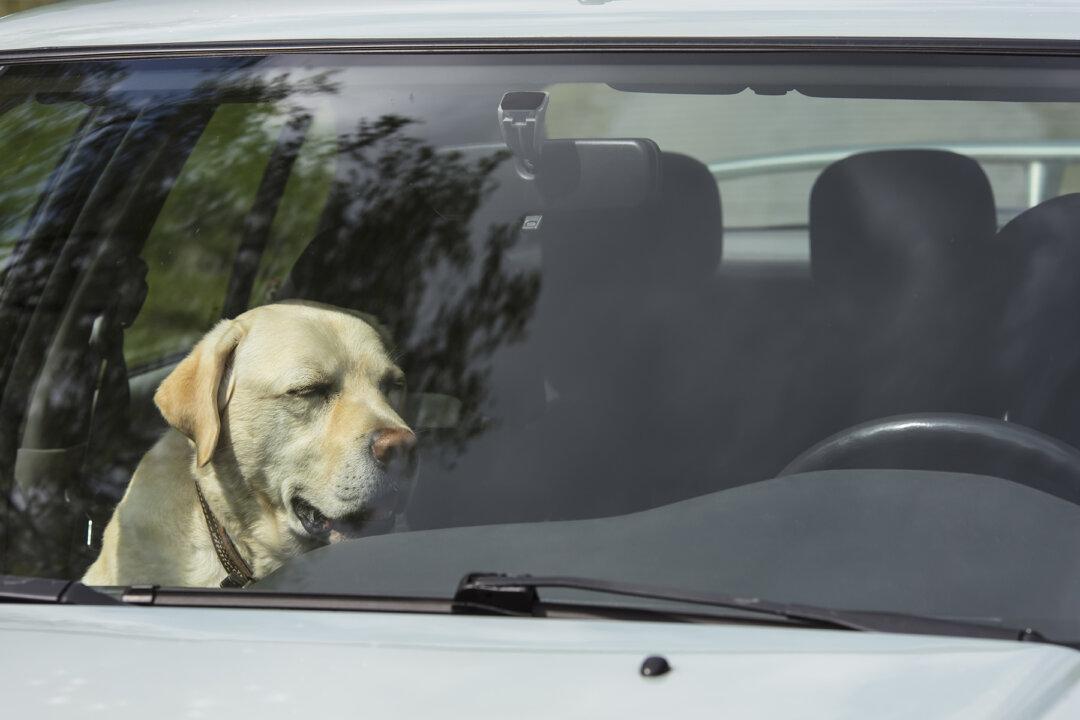 Officer Makes Woman Sit in Hot Car After She Locked Dog Inside With No Ventilation